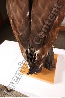 Hawk 0234